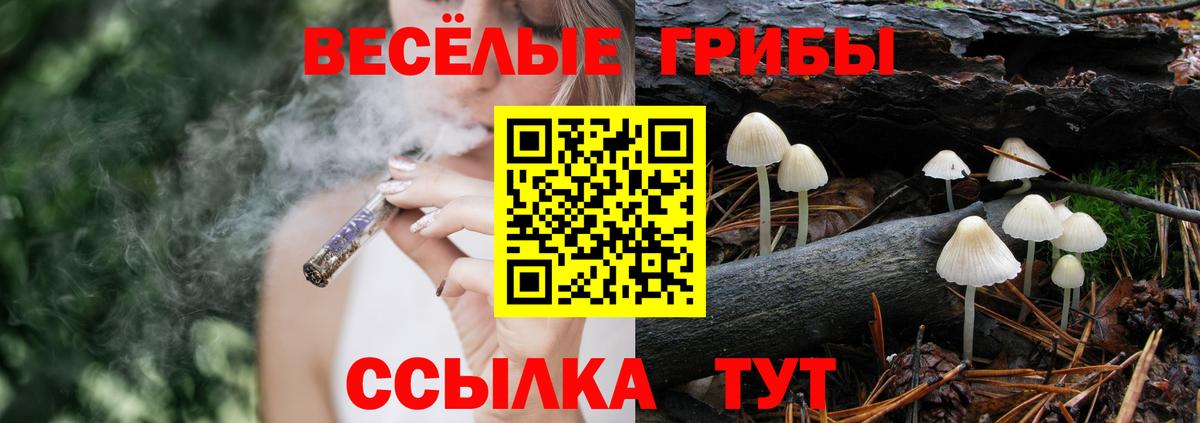 Галлюциногенные грибы Psilocybe Кисловодск